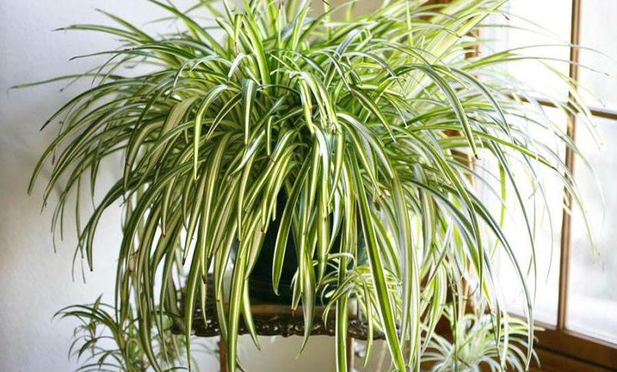 Зеленые Комнатные Растения Фото И Названия Нецветущие